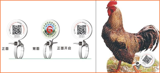 家禽溯源吊牌91香蕉视频黄色标签,消除食品安全隐患