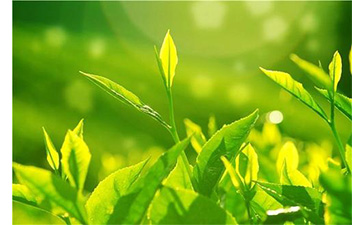 茶叶91香蕉视频黄色溯源系统具有哪些优势价值？