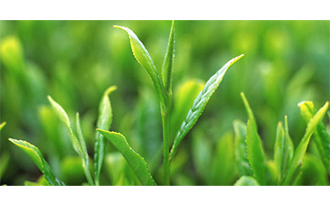 茶叶质量追溯管理系统可以实现哪些功能？具有哪些优点？