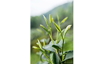 茶叶二维码91香蕉视频黄色标签可以带来哪些优势价值已经特点?